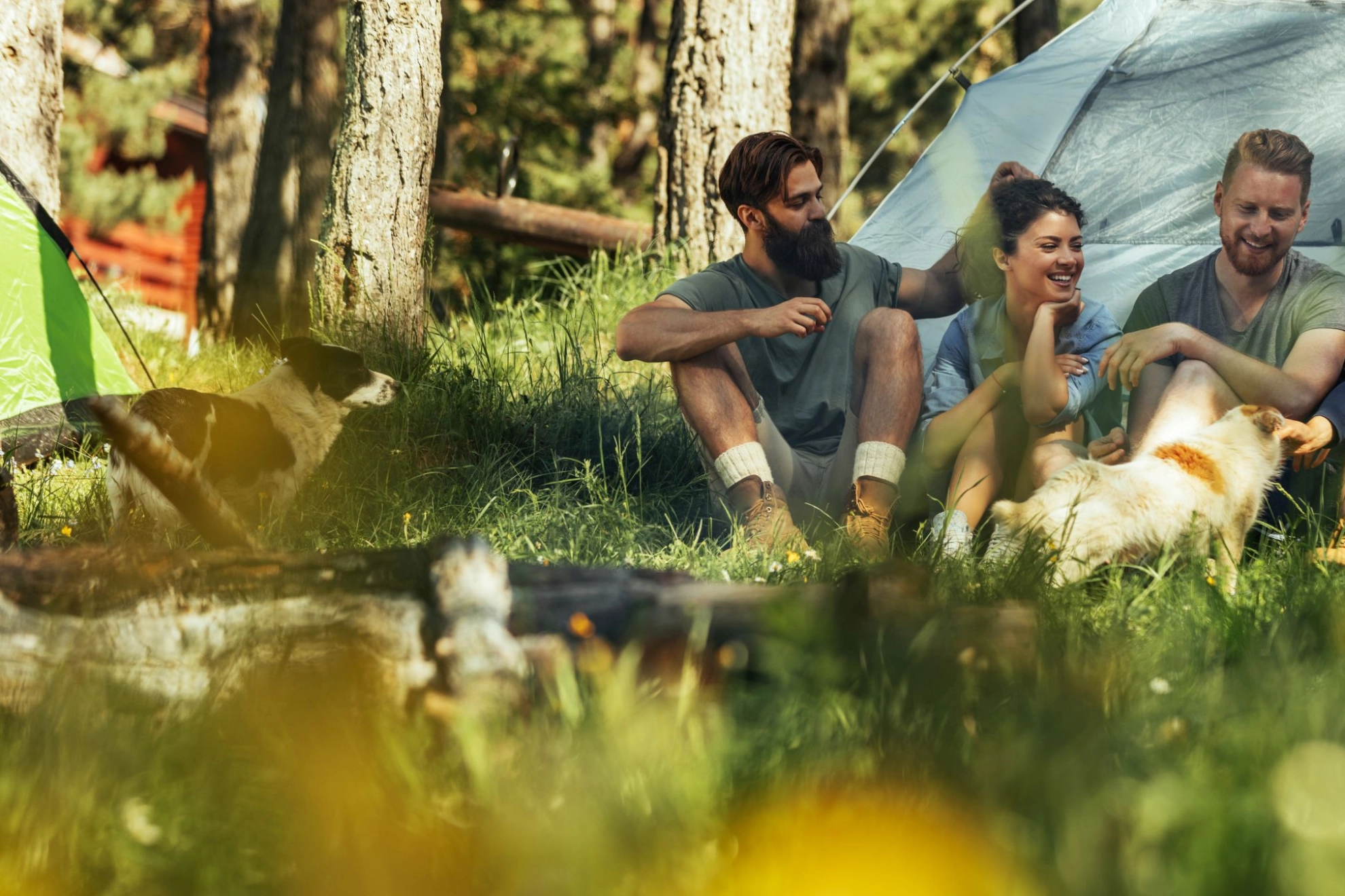 Freunde mit ihren Hunden beim Zelten in der freien Natur